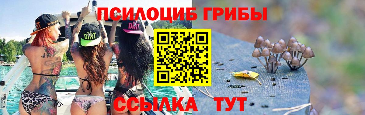 Псилоцибиновые грибы Psilocybe Краснознаменск
